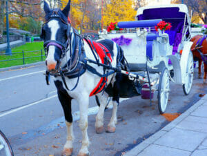 Tour en calèche dans Central Park