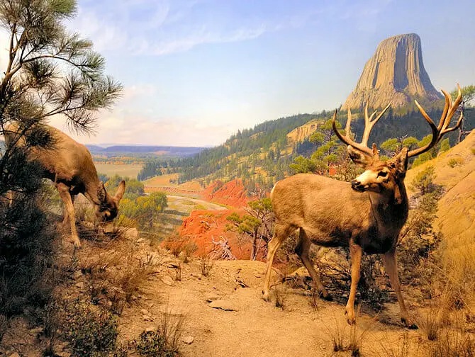 Musée d'Histoire Naturelle à New York - Exposition