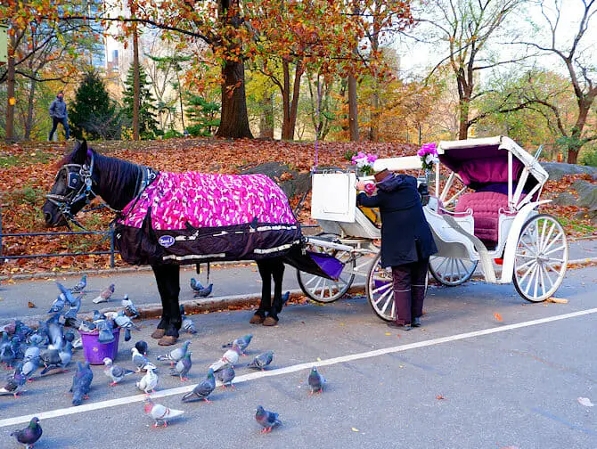 Tour à cheval en calèche dans Central Park - Calèche