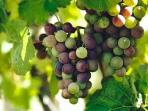 Vignobles Long Island