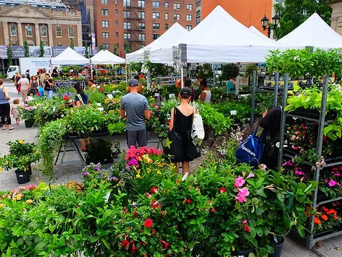 Les marchés de New York - Plantes à Union Square