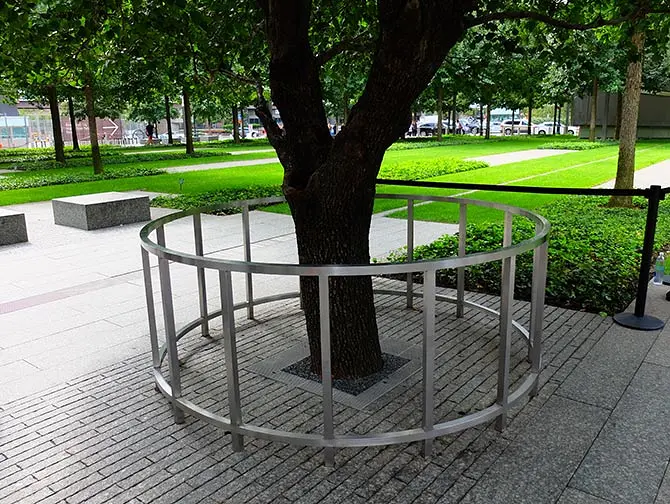 Mémorial du 11 Septembre à New York - L'arbre survivant