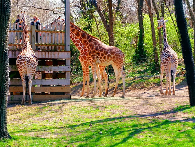 The Bronx Zoo a New York - Giraffe