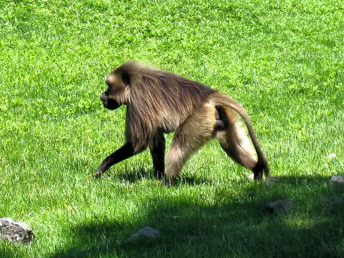 The Bronx Zoo a New York - Singe