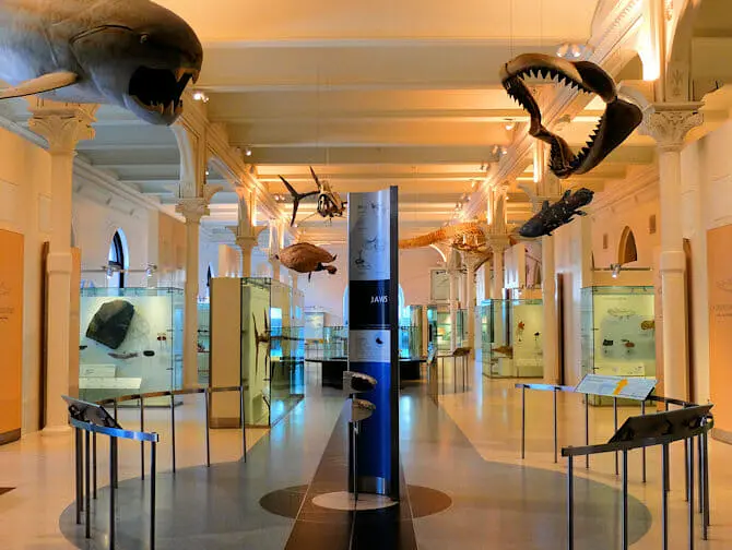 Musée d'Histoire Naturelle à New York - Visite VIP