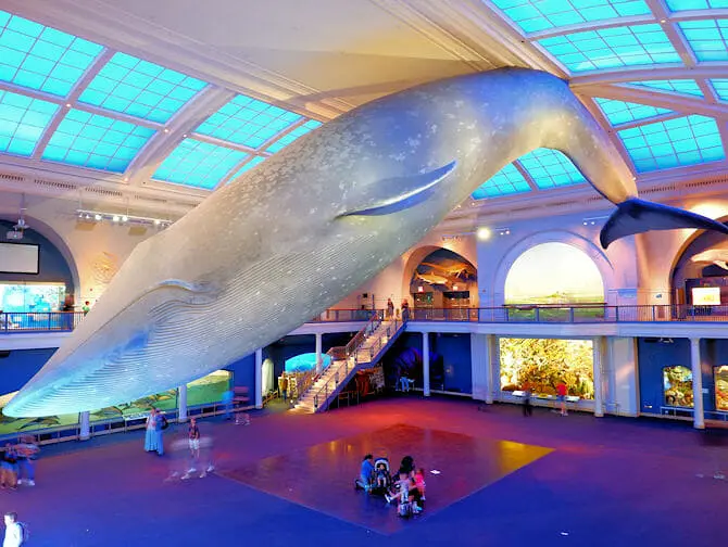 Musée d'Histoire Naturelle à New York- Vie Marine