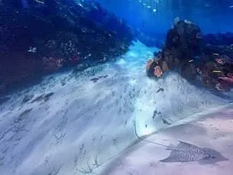 National Geographic Encounter Ocean Odyssey - Sous l'océan