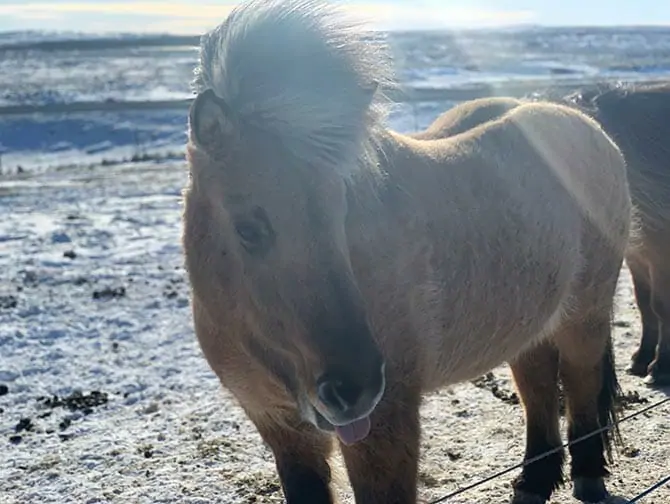 Vol à New York avec escale en Islande - Animaux