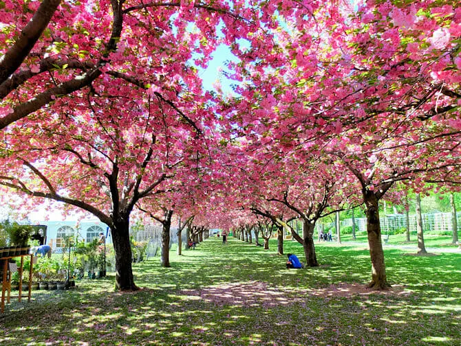 Brooklyn a New York - Brooklyn Botanic Garden