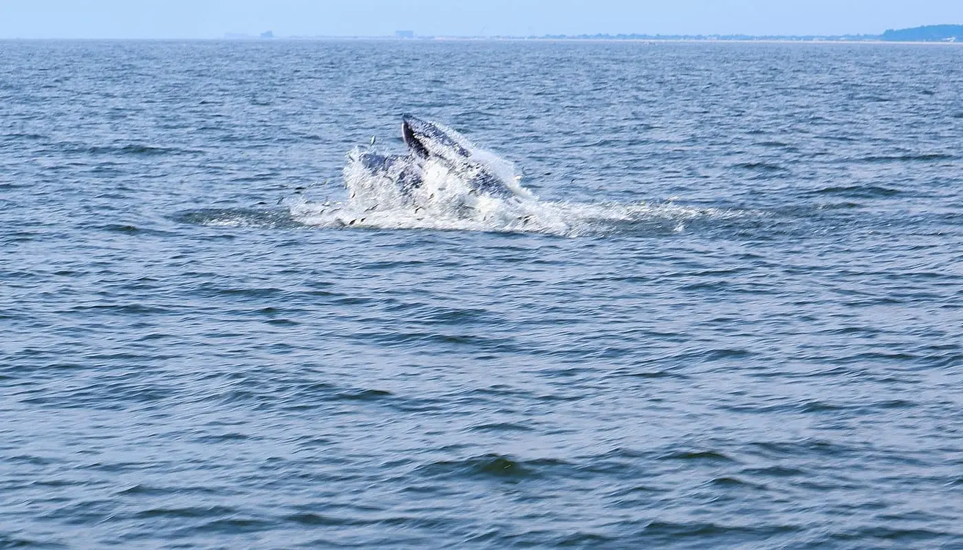 Observation des baleines a New York - Dauphin