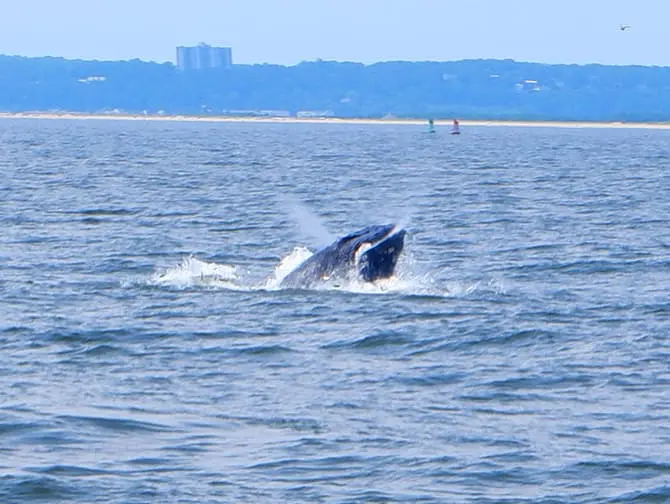 Observation des baleines a New York