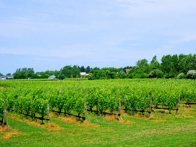Excursion d'une journée aux Hamptons - Vignes