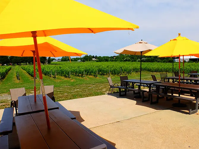 Excursion d’une journée visite des vignobles depuis New York - Vignoble