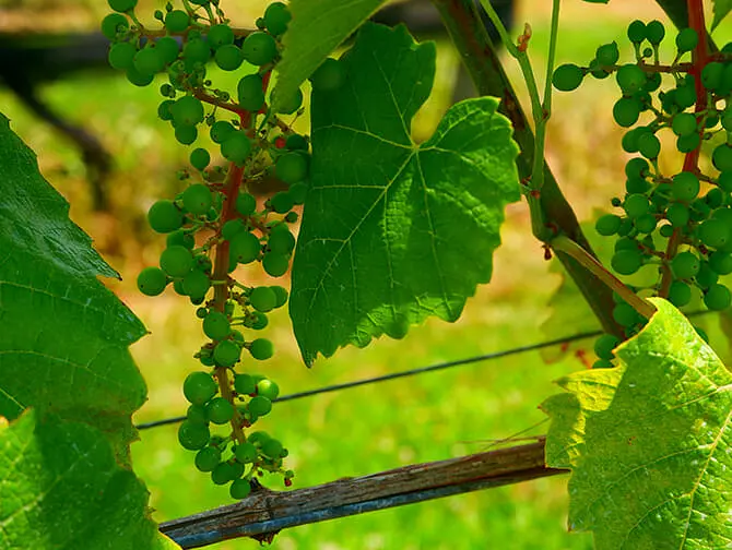 Excursion d’une journée visite des vignobles depuis New York